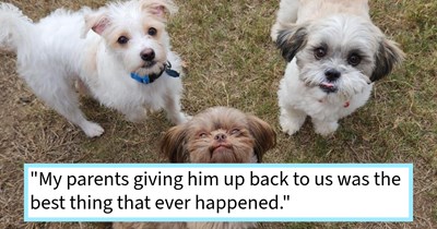 Couple who rescued poorly treated dog for their parents finds out the dog was destined to be theirs all along after arduous adoption period at their house, dog mom says: ‘My fiance and I knew instantly he needed to come back home with us’