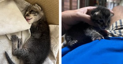 'I never really liked cats before': Tiny kitten found in storeroom crying, man will do anything to help her after seeing how cute she is, seeks internet advice on how to care for her