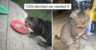 'Toby has decided he found a home with us': Sweet stray cat arrives on a family’s porch, refuses to leave, and slowly turns a four-cat home into a five-cat household