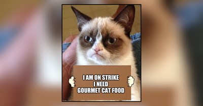 23 Flavorful Memes of Foodie Felines Demanding Deluxe Dinners