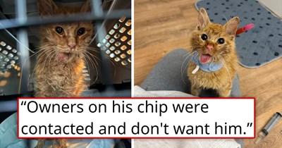'That's fine, buddy, we've got you now': Shelter is contacted about an injured, abandoned, microchipped kitten, contacts his owners, but the owners say that they don't want him anymore