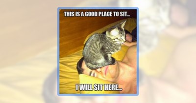 30+ Feline Funnies Featuring All That's Cat About Today
