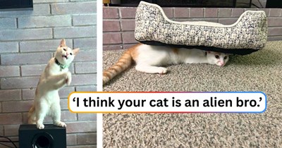 'I refuse to believe my cat is real': The online feline family is having a funny field trip over a single brain-celled orange cat who's winning the Weirdlympics