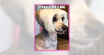 22 Dog Memes to Bark Away the Midweek Mellows