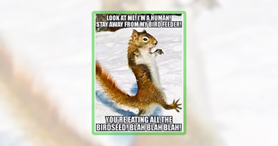 Embrace Your Wild Side With These 26 Wildlife Memes