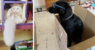 23 Funny Pics of Pets in Places they Probably Shouldn’t Be