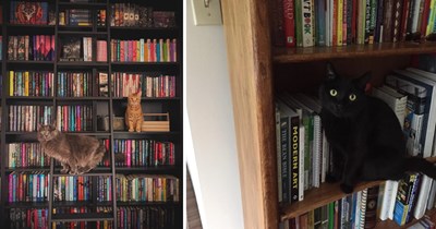 24 Cozy Pictures of Bookish Cats Browsing for the Purrfect Weekend Read