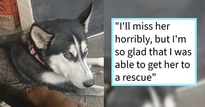 Husky who was dumped, adopted and abandoned again for indoor potty mistake after recently giving birth in Georgia finally accepted by rescue program: ‘Where she'll find a permanent home and receive the kind of training and stimulation that she needs.’