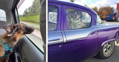 20 Cute Car Canines Who Have a Need for Speed and a Trip to the Park