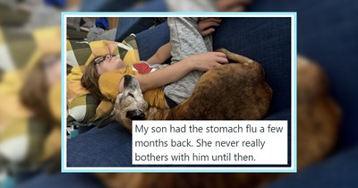 21 Comforting Pics of Puppers Looking After their Pawrents