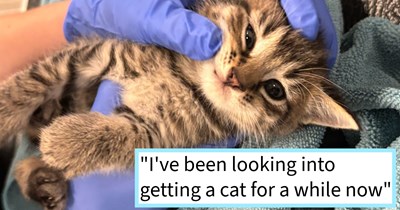 Stray kitten trapped in wall given furever home after several attempts to free it result in success, ending the first of a multi-part cat rescue operation, cat dad says: ‘I originally intended to adopt from the Atlanta Humane Society.’