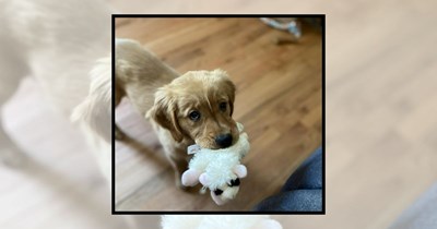 22 Golden Retriever Puppies That Wake You Up Better Than Coffee