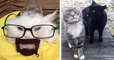 26 Funny Feline Photos Fit for the Whole Fluffin’ Family