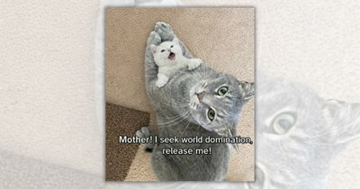 27 Funniest Feline Posts for Purrfectly Proud (and Tired) Stay-At-Home Pawrents