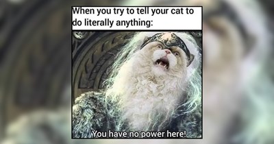 March Madness of Cat Memes 