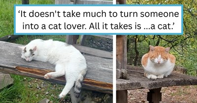 'I used to hate cats': Guy travels the world and befriends a bunch of stray cats who open his heart to their love