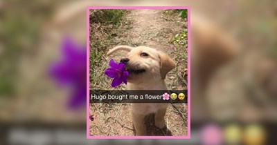 A Sunny Spectacle of Dog Memes to Get You Out of Winter Blues