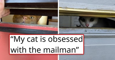'He never misses a delivery!' Cat who is obsessed with the mailman screams every time he makes a delivery, the cat owner apologizes, but the mailman is as obsessed with the cat as the cat is with him