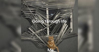 31 Memes to Brighten Things Up