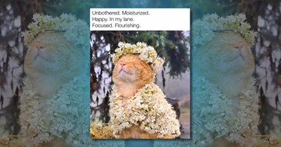 23 Pawsitive Cat Memes to Celebrate the Feistiest Meowmber of the Family (March 18, 2026)