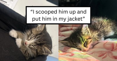 Cat lover runs on the freeway to rescue a kitten in the fast lane, risking it all for Chauncey the 1-month-old tabby cat: 'Omg OMG is that a kitten?!' 