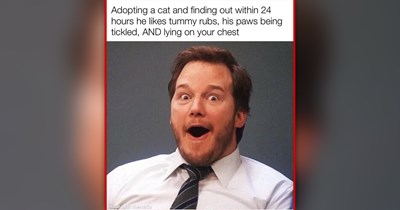 20 Hilarious Cat Snapshots Showing That Cat People Never Have a Dull Day