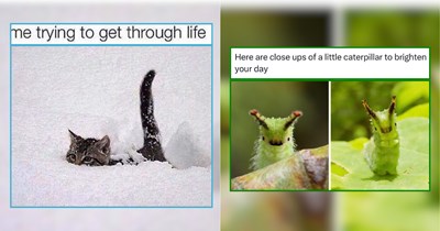 Unique Animal Memes That Bridge the Gap Between Winter and Spring
