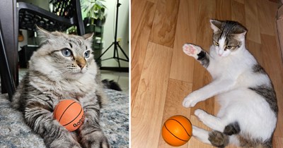 21 Pawsome Pictures of Cats Primed for a Purrfectly Chaotic March Meowdness