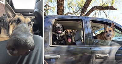 23 Road Tripping Pupper Pics of Pawdorable German Shepherds Living their Best Lives