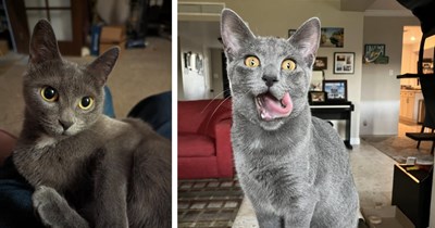 24 Heart-Filling Pics of Gorgeous Gray Cat Children fur Cat Lovers Who Love Golden Eyed Cats