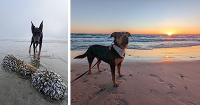 25 Beautiful Beach Puppers Posing Pawdorably fur Dog Lovers who Love Lounging in the Sand