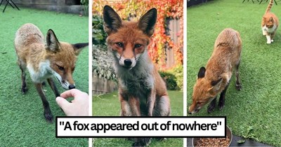Fabulous fox breaks into London flat and becomes a furry friend of the family, they name her Mary: ‘She visits every day’