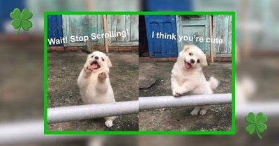 A Leprechaun's Gold Mine of Pet Memes for Post St. Patrick Day Scrolls