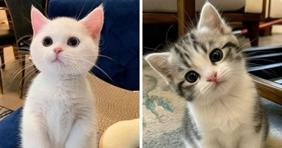22 Wholesome Cats for a Softer Day on the Internet