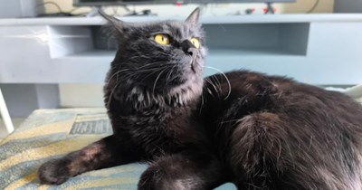 World traveler is soon-to-be reunited with their cat after 6 months abroad, wonders if the kitty will remember them, then the internet shares wholesome reassurance: 'I miss her so so so much'