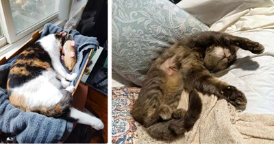 A Sleepy Series of Purrfectly Snoozy Cute Cats for Sweeter Sunday Dreams