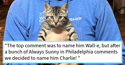THE UPDATE: Stray wall kitten’s fur family trapped and rescued from feral life and given furever home with rescuer’s cat loving friend, and wall kitten gifted adopted void sibling, cat dad says: ‘They started sleeping together after the first week’