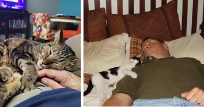 21 Cuddly Photos of Feline Pawrents Achieving Peak Cat Pawrenthood