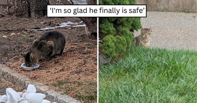 'It's like he discovered love for the first time': After a year of keeping his distance, a shy porch cat finally trusts a couple enough to come inside and learn what it means to feel at home