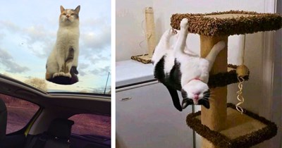 20 Hissterical High-Flying Cats Hovering Beyond the Bounds of Gravity