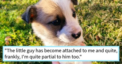 Doggo distribution system delivers second stray puppy to dog lover’s front door, filling out her fur family of 2 dogs and cat, pet mom says: ‘He and my dog have bonded and play so nicely together.’