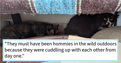 Sneaky stray cat disappears after being trapped and adopted into Canadian cat lover’s home, causing reset of trap and capture of second feral feline, after which original cat comes crawling out of basement, making them an instantly happy fur family