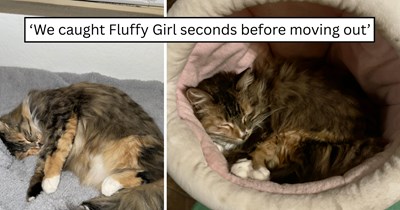 'We're so happy she's finally home with us': A shy stray named Fluffy Girl walks in at the last second during a move and is welcomed into a loving home