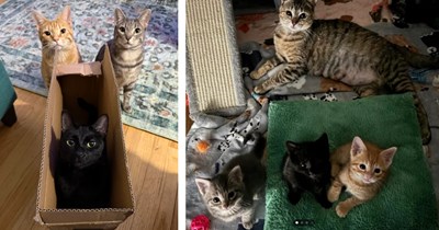'Honey was a pregnant stray I took in': Good human adopts pregnant street cat and she has litter of 3 beautiful kittens that he keeps