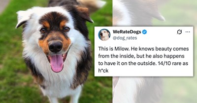 23 Deliciously Dapper Dog Rates For Folks Who Can't Get Enough Pups and Pawsitivity