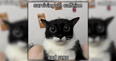 A Fancy Feast of 24 Feline Feel-Goods To Browse on a Cozy Saturday Morning (March 21, 2026)