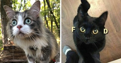 22 Wide-Eyed Cats Who Clearly Know Something We Don’t