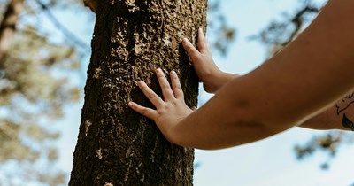 New neighbor chops down homeowner's 2 trees, cuts down even more trees after homeowner demands he stop: 'We definitely started off on the wrong foot'