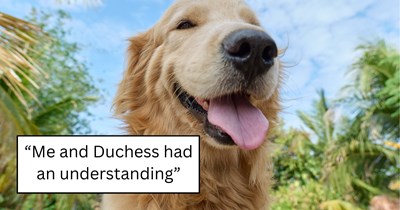 Neighbor spends 3 years calling the regal Golden Retriever next door Dutchess, then gets let down when the owner reveal the dog's real name: 'Noodle is a perfectly fine name for many dogs, [but] not this dog'