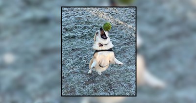 25 Dogs Defying Gravity for a Ball
